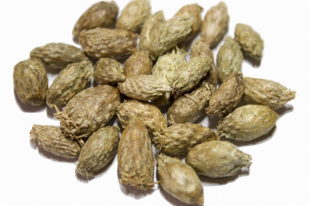 Cang Er Zi San Treasure of the East