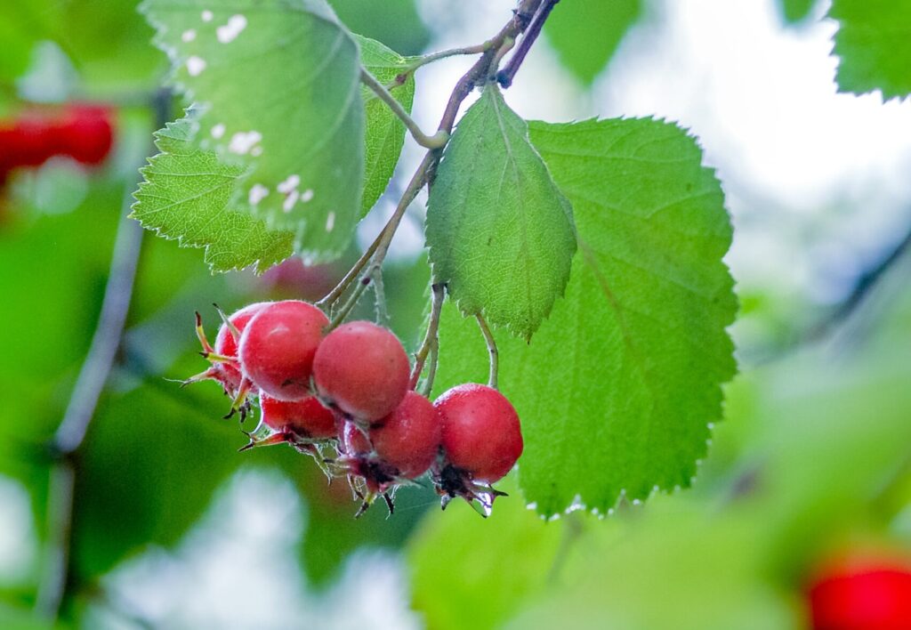 Chinese Hawthorn for Blood Sugar & Digestion