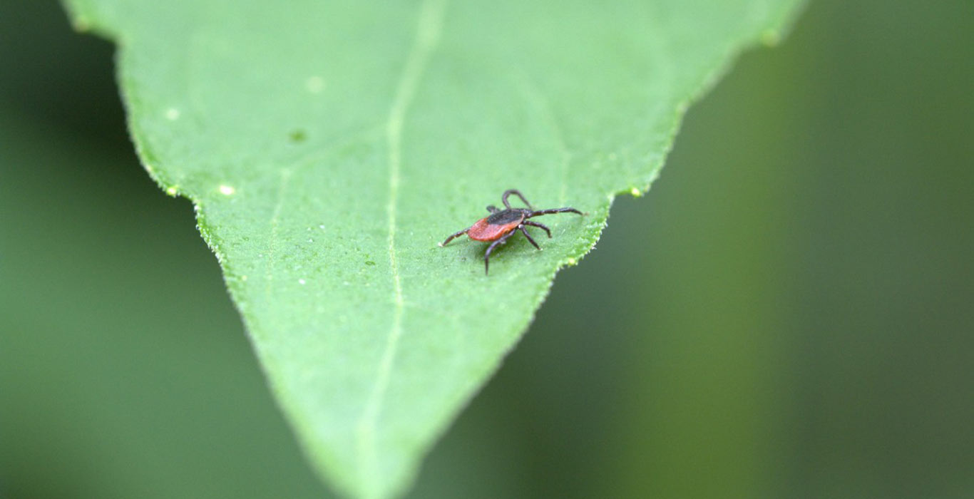 Lyme Disease Support