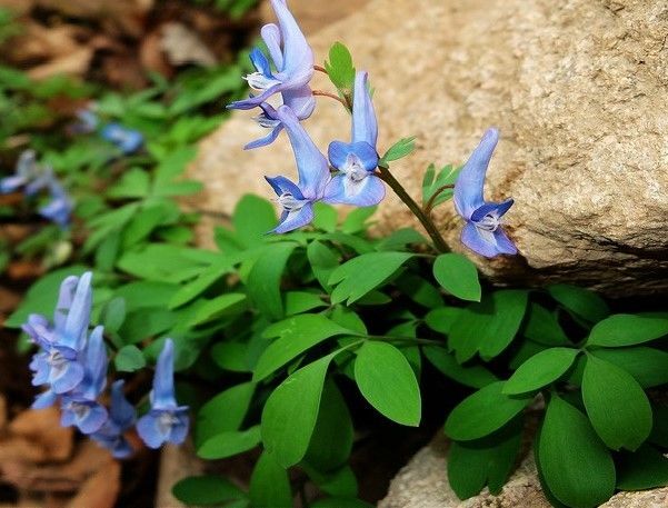 Corydalis Relief Salve Yan Hu Suo by Botanical EZ